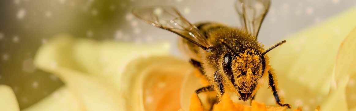 Honey bee collecting nectar from a flower