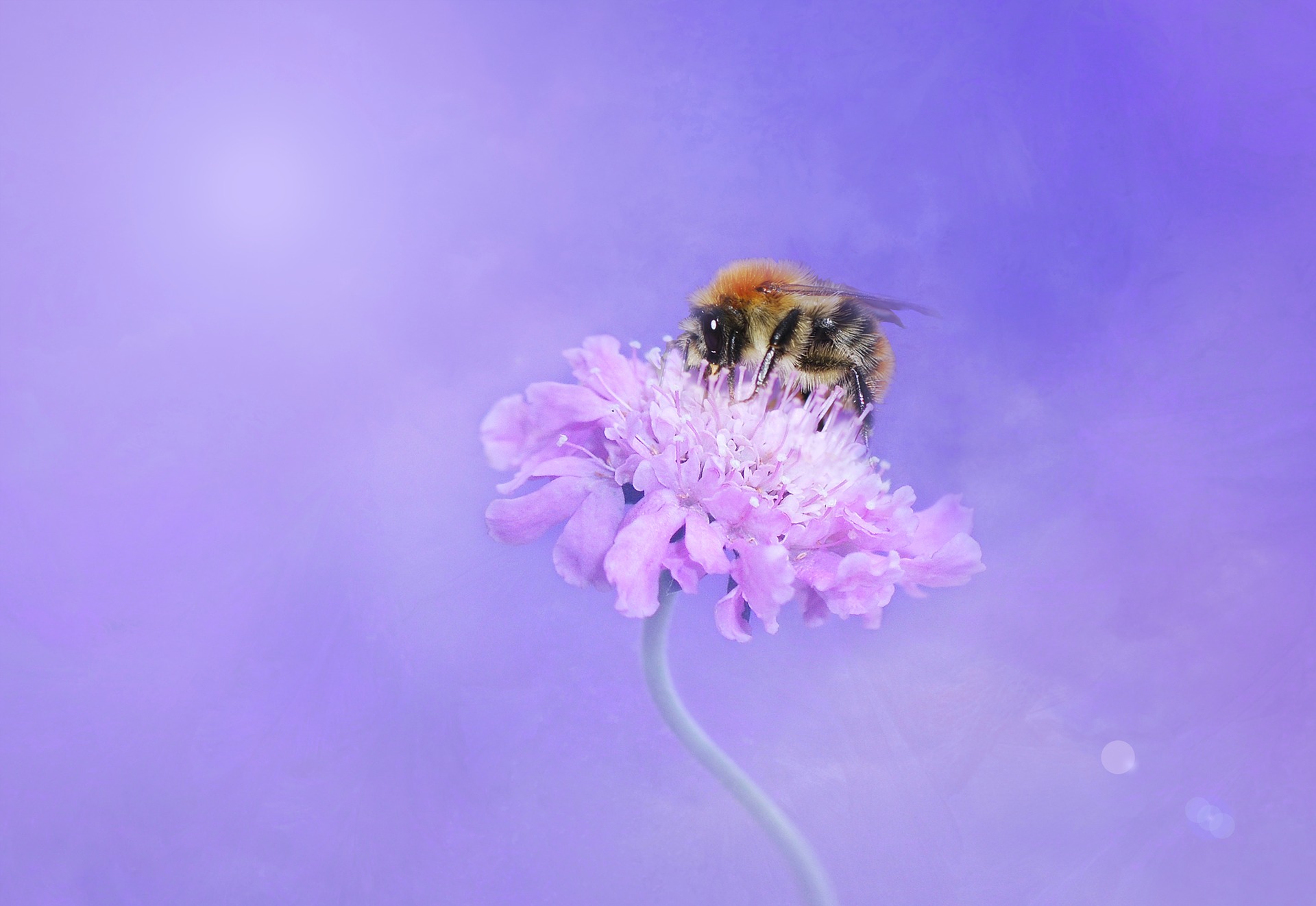 Honey bee resting on a flower