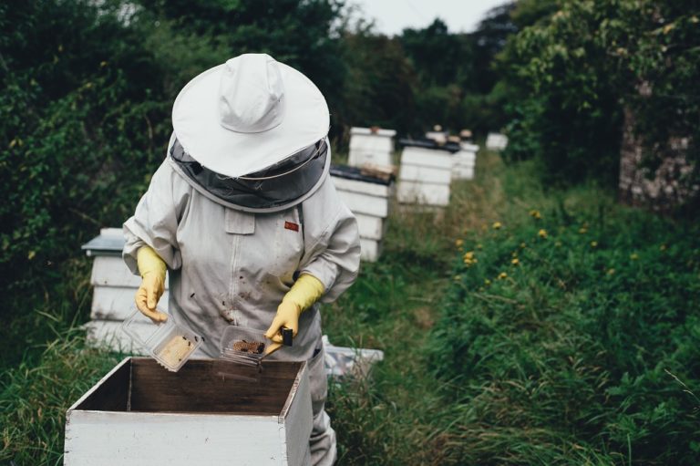 Beekeeper working with hives in an apiary